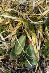 Crepis froelichiana froelichiana