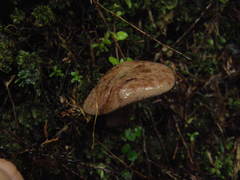 Tylopilus brunneus