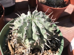 Euphorbia horrida