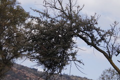 Agelanthus natalitius