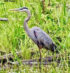 Ardea herodias