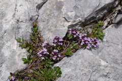 Thymus praecox polytrichus