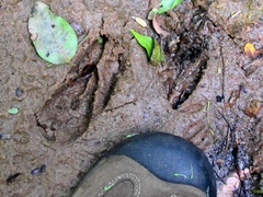 Tragelaphus sylvaticus sylvaticus