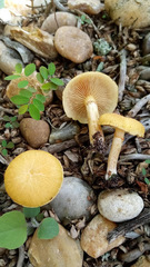 Gymnopilus palmicola