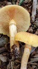 Gymnopilus palmicola
