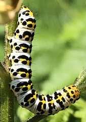 Cucullia scrophulariae