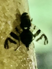 Rhagoletis indifferens