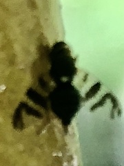 Rhagoletis indifferens