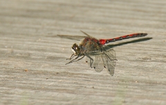 Leucorrhinia borealis