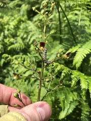 Cucullia scrophulariae