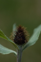 Centaurea rhaetica