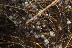 Schizomyia scheppigi