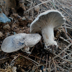 Rhodocybe malenconii