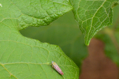 Graphocephala edwardsii