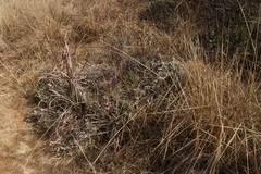 Schizomyia scheppigi