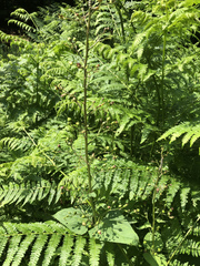 Cucullia scrophulariae