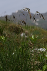 Helictotrichon parlatorei