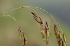 Helictotrichon parlatorei