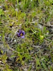 Sisyrinchium idahoense