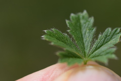Potentilla crantzii