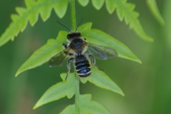Megachile inermis