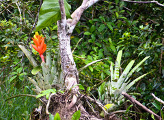 Aechmea zebrina