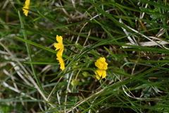 Potentilla crantzii