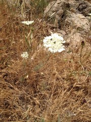 Artedia squamata