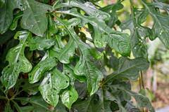 Anthurium clavigerum