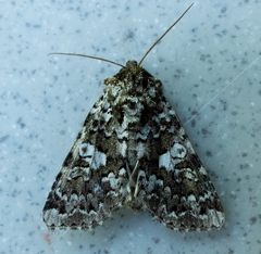 Hadena variolata