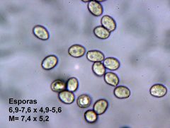 Rhodocybe malenconii