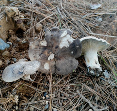 Rhodocybe malenconii