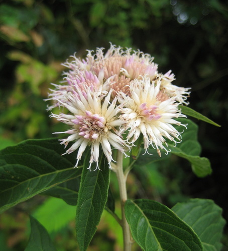 Albertinia brasiliensis