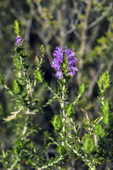 Thymbra capitata