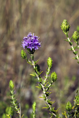 Thymbra capitata