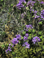 Thymbra capitata