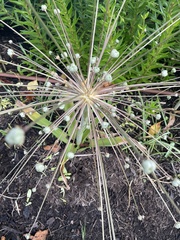 Allium schubertii