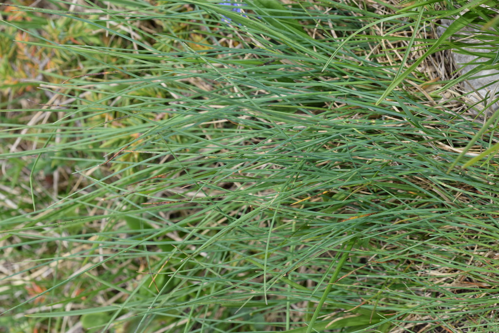 Blue fescue