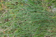 Festuca laevigata