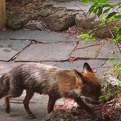 Vulpes vulpes ichnusae
