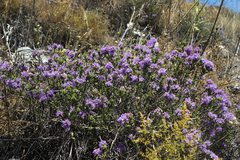 Thymbra capitata