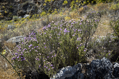 Thymbra capitata