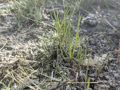 Chaenactis fremontii