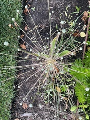 Allium schubertii