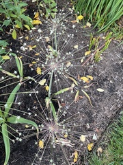 Allium schubertii