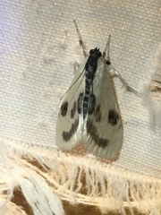 Cliniodes ostreonalis