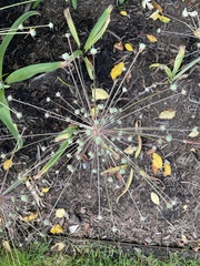 Allium schubertii