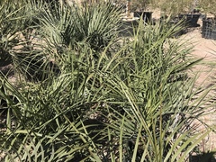 Butia capitata