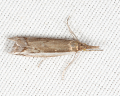 Raphiptera argillaceellus