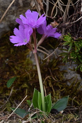 Primula glaucescens